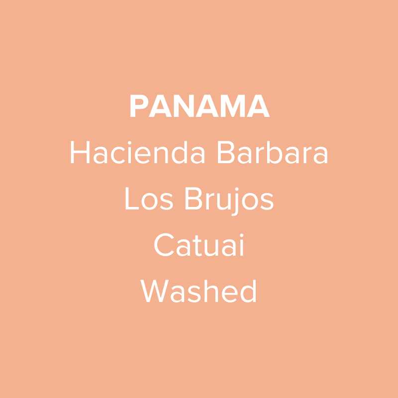 Panama Hacienda Barbara Los Brujos Catuai Washed