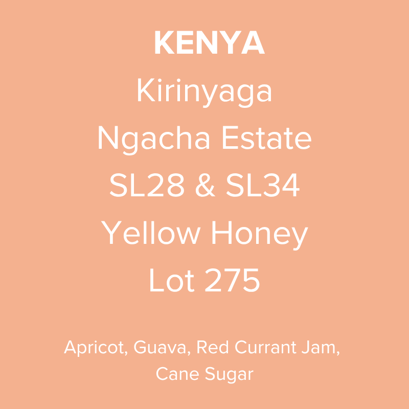 Kenya Kirinyaga Ngacha Estate SL28 & SL34 Yellow Honey Lot 275