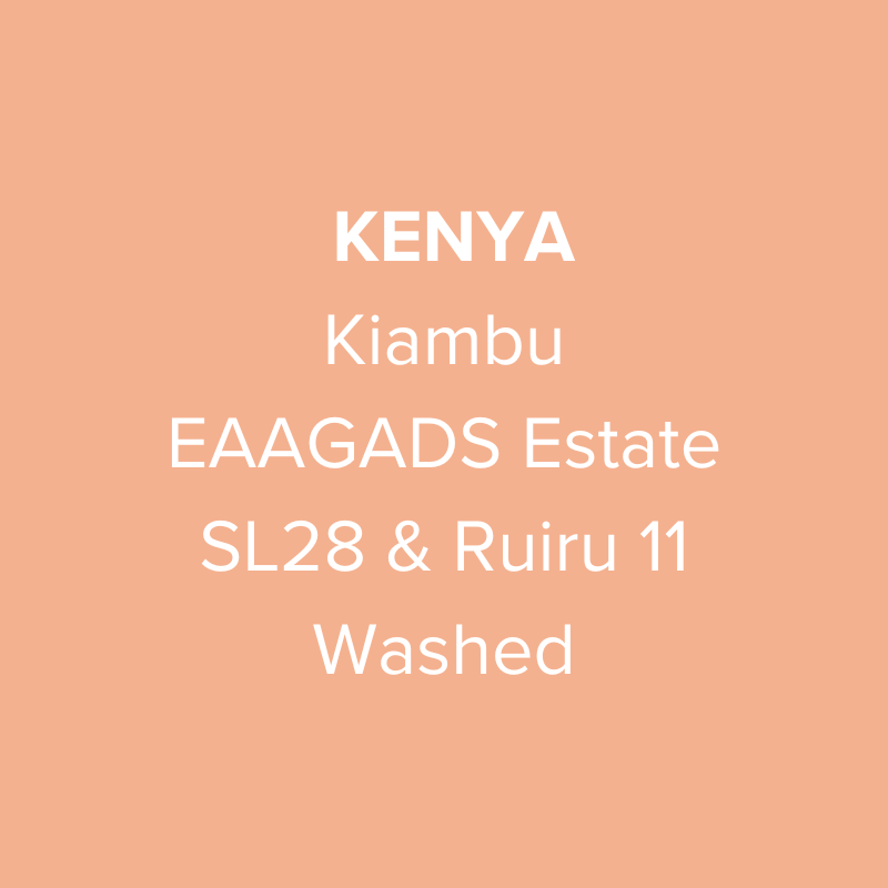 Kenya Kiambu EAAGADS Estate SL28 & Ruiru 11 Washed AA TOP