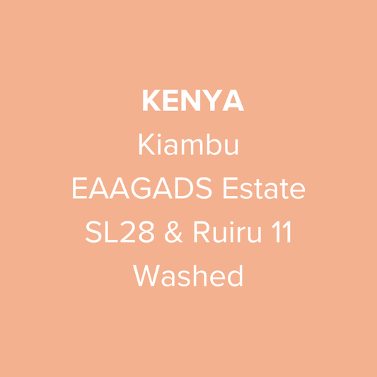 Kenya Kiambu EAAGADS Estate SL28 & Ruiru 11 Washed AA TOP