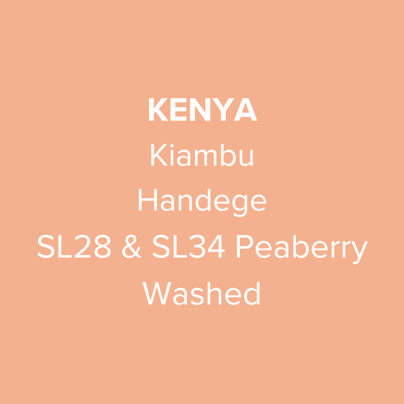 Kenya Kiambu Handege SL28 & SL34 Peaberry Washed PB TOP