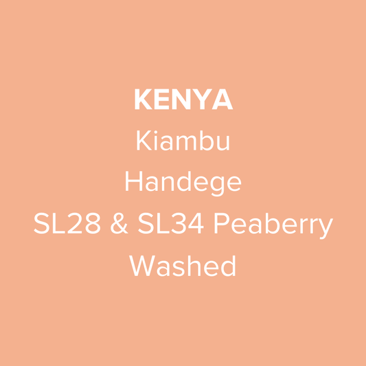 Kenya Kiambu Handege SL28 & SL34 Peaberry Washed PB TOP