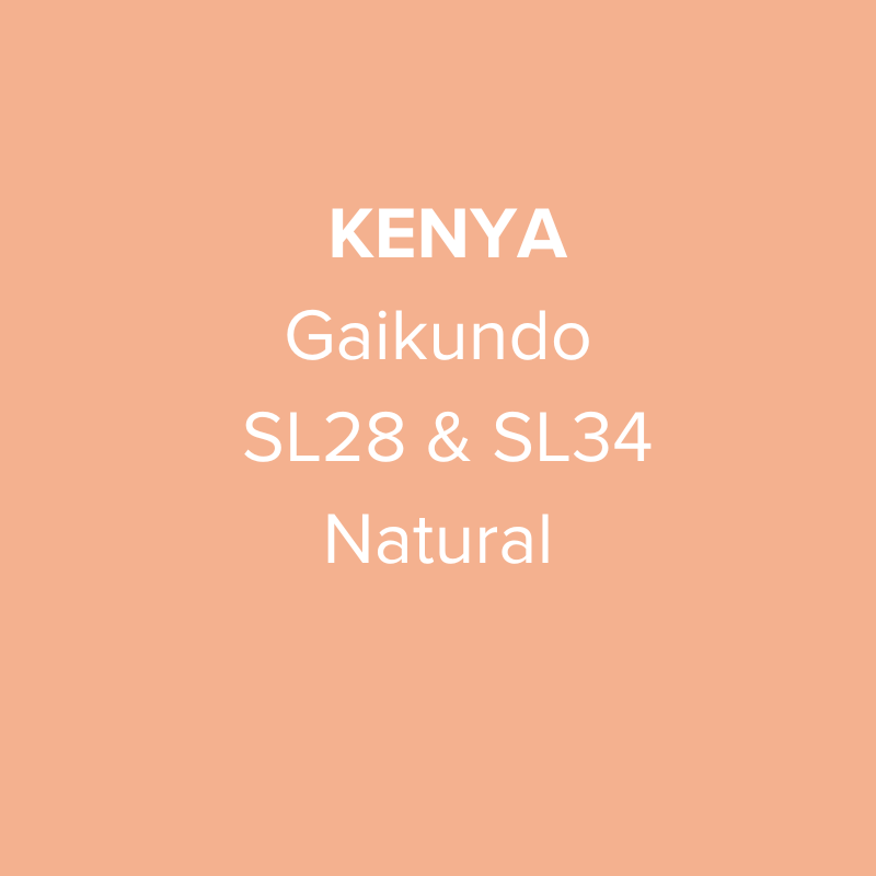 Kenya Nyeri Gaikundo SL28 & SL34 Natural