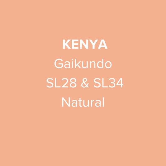 Kenya Nyeri Gaikundo SL28 & SL34 Natural
