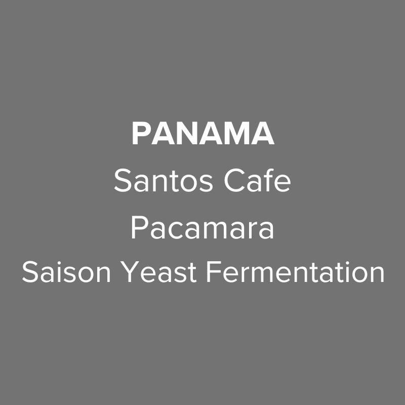 Panama Santos Cafe Pacamara Saison Yeast Fermentation