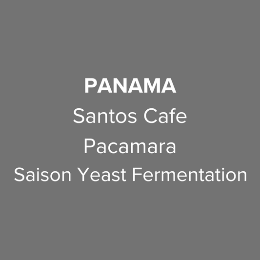 Panama Santos Cafe Pacamara Saison Yeast Fermentation