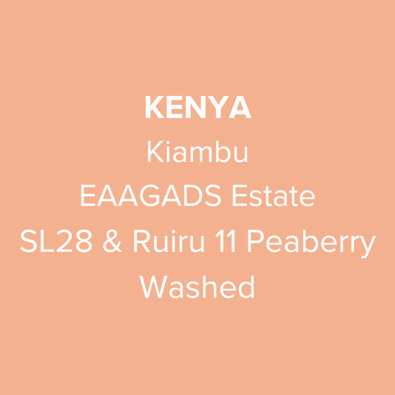 Photo of Kenya Kiambu EAAGADS Estate SL28 & Ruiru 11 Peaberry Washed PB TOP