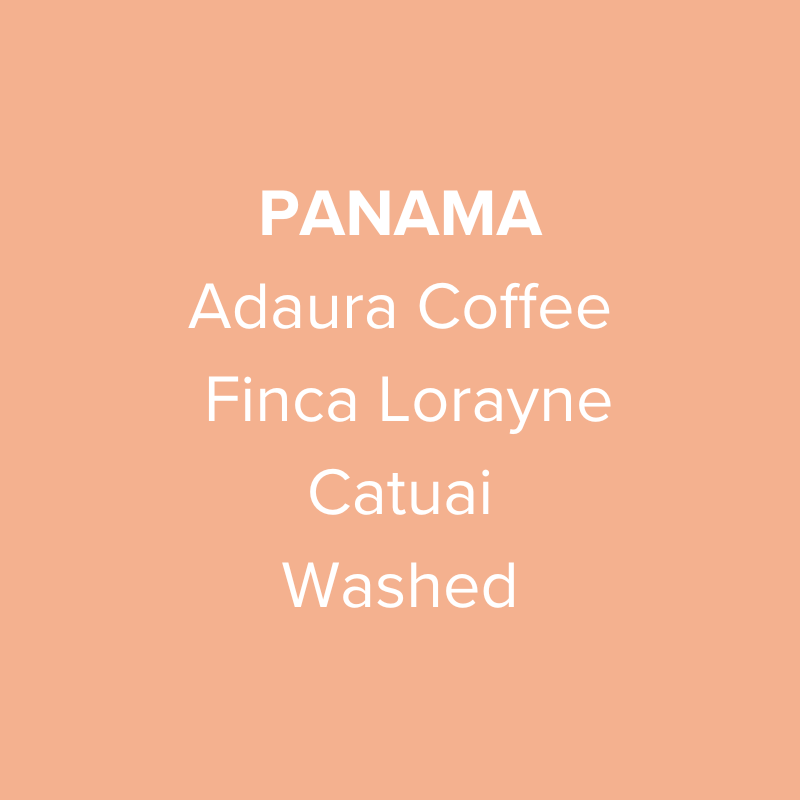 Panama Adaura Coffee Catuai Washed