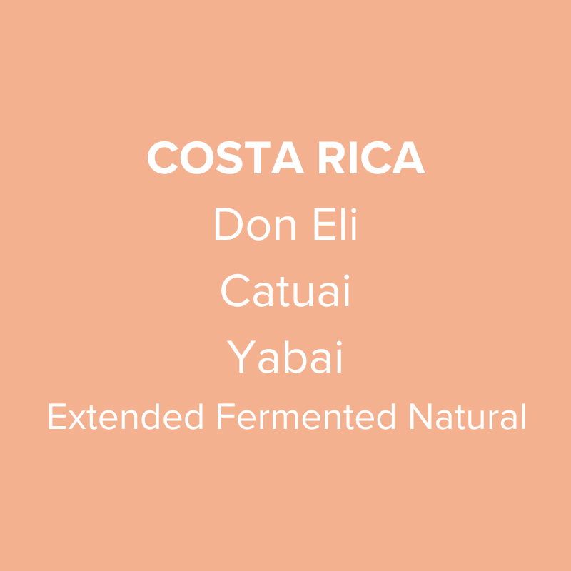 Costa Rica Don Eli Catuai "Yabai" Extended Fermented Natural