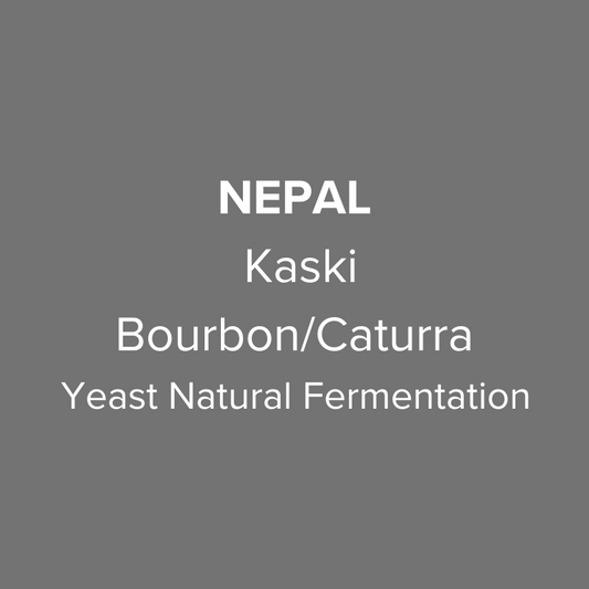 Nepal Kaski Bourbon/Catuura Yeast Fermentation