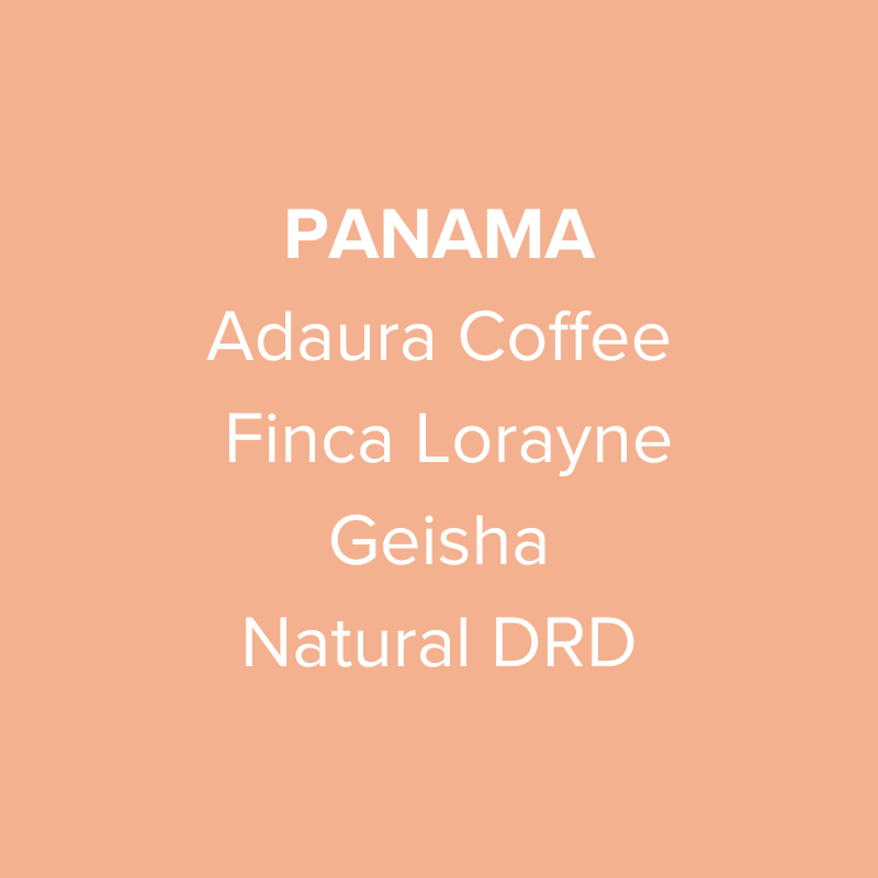 Panama Adaura Coffee Geisha Natural DRD Coffee Capsule