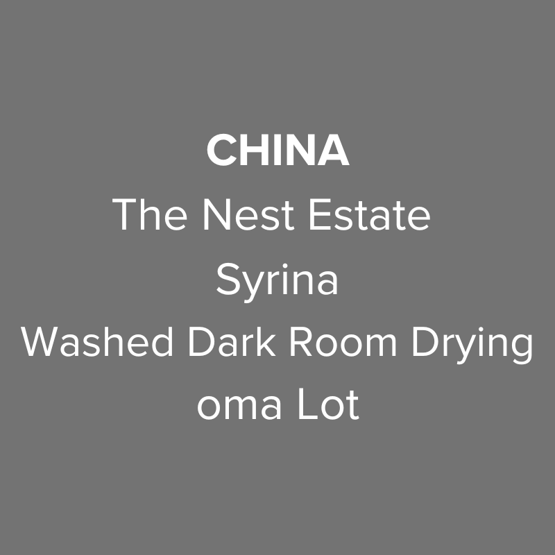 Photo of China Yunnan The Nest Estate Syrina Washed Dark Room Drying oma Lot
