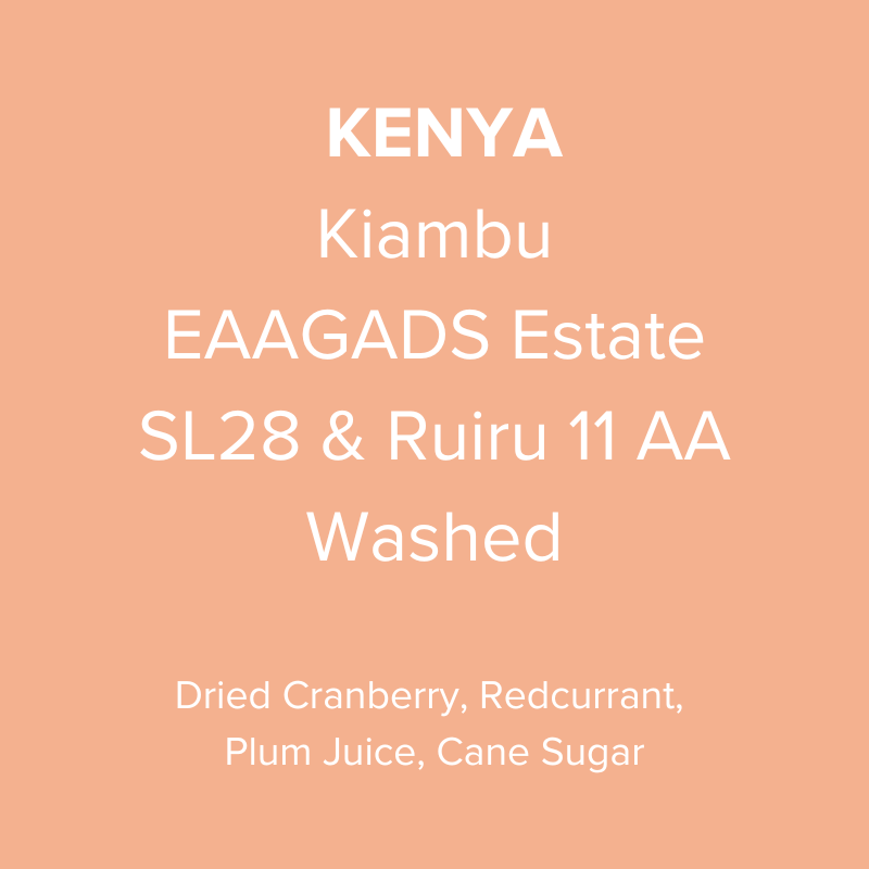 Kenya Kiambu EAAGADS Estate SL28 & Ruiru 11 Washed AA TOP
