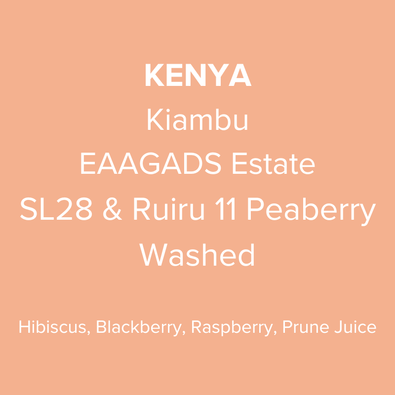 Kenya Kiambu EAAGADS Estate SL28 & Ruiru 11 Peaberry Washed PB TOP