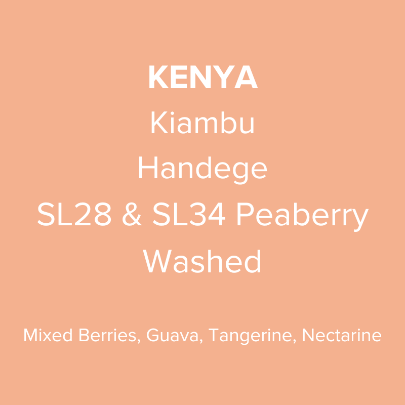 Kenya Kiambu Handege SL28 & SL34 Peaberry Washed PB TOP