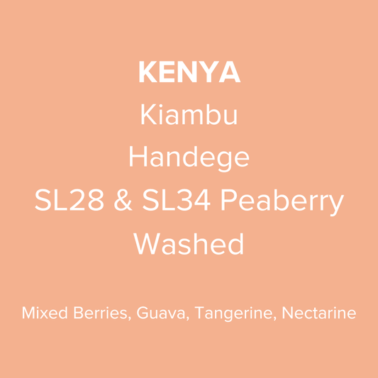 Kenya Kiambu Handege SL28 & SL34 Peaberry Washed PB TOP