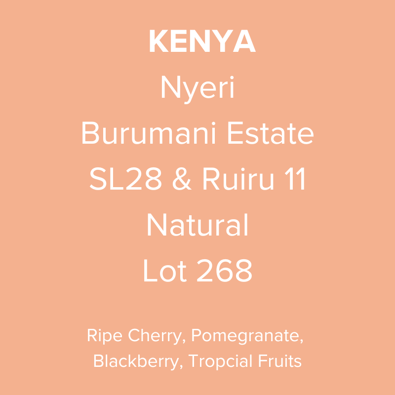 Kenya Nyeri Burumani Estate SL28 & Ruiru 11 Natural