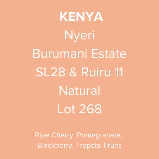 Kenya Nyeri Burumani Estate SL28 & Ruiru 11 Natural Lot 268