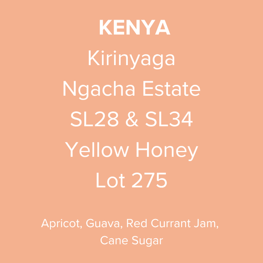 Kenya Kirinyaga Ngacha Estate SL28 & SL34 Yellow Honey Lot 275